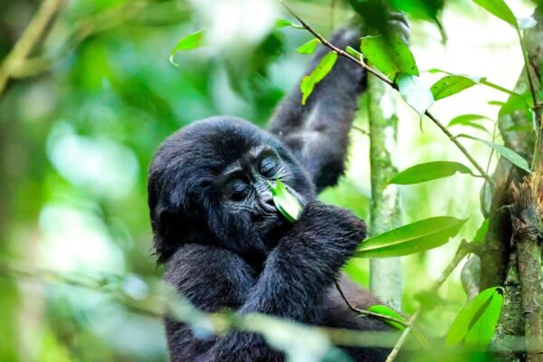 Gorilla Trekking and Cultural