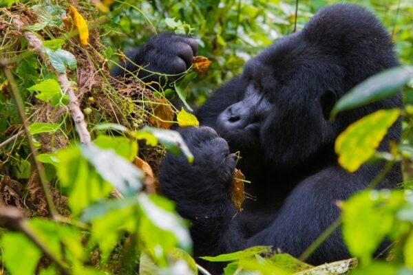 Gorilla Trekking and Cultural Gorilla Trekking and Cultural