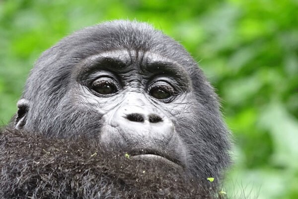 Gorilla Trekking and Lake Bunyonyi
