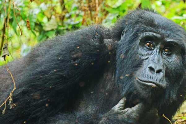 Gorilla Trekking and Lake Bunyonyi