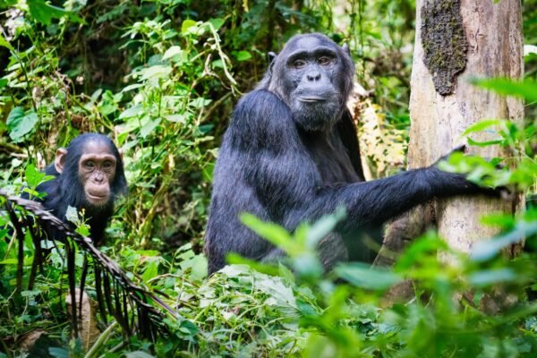Gorillas and Chimpanzee Trekking Gorillas and Chimpanzee Trekking