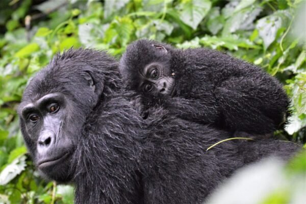 Gorillas and Chimpanzee Trekking Gorillas and Chimpanzee Trekking