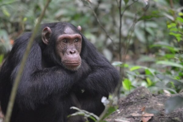 Gorillas and Chimpanzee Trekking Gorillas and Chimpanzee Trekking