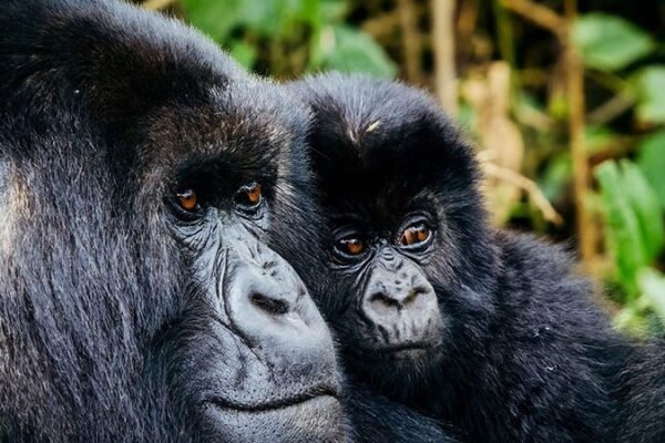 Gorillas and Golden Monkey Trekking