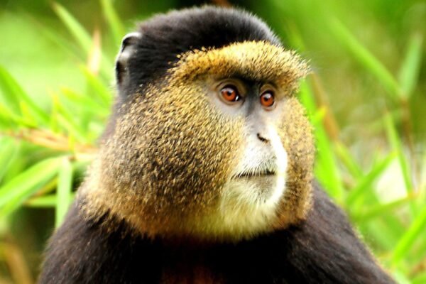 Gorillas and Golden Monkey Trekking