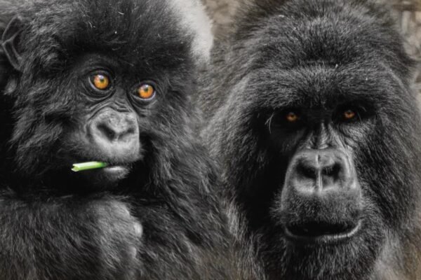 Gorillas and Golden Monkey Trekking
