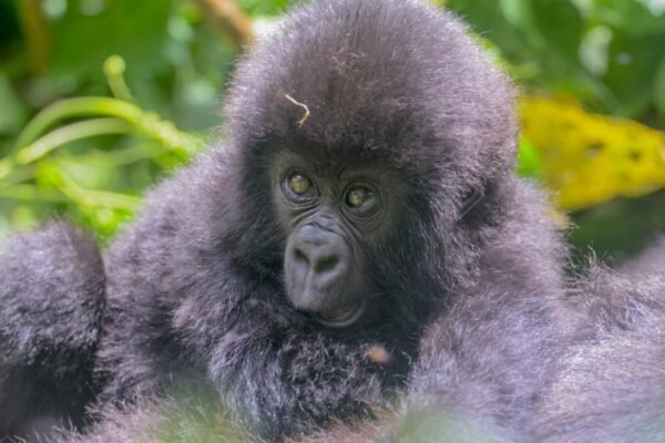 Gorillas and Golden Monkey Trekking