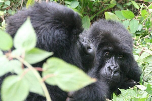 Gorillas and Golden Monkey Trekking