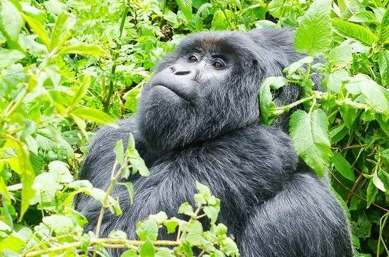 Mgahinga Gorilla Trekking Safari Mgahinga Gorilla Trekking Safari