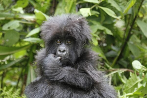 Mgahinga Gorilla Trekking Safari Mgahinga Gorilla Trekking Safari