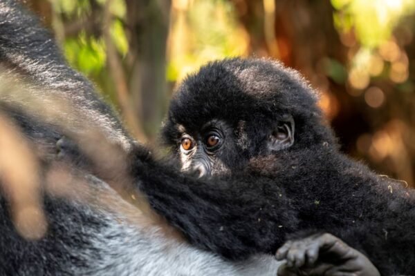 Mgahinga Gorilla Trekking Safari Mgahinga Gorilla Trekking Safari