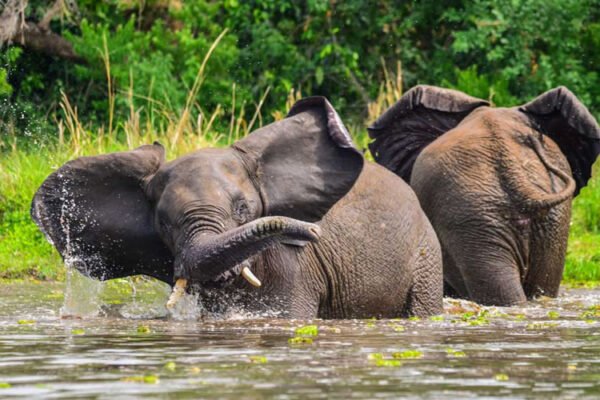 Murchison Falls Safari
