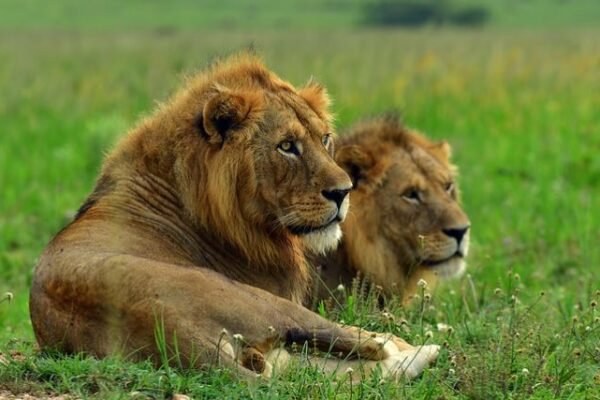 Murchison Falls Safari