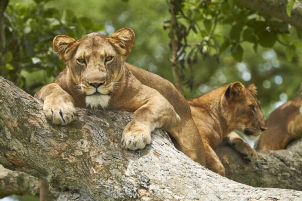 Photographic Wildlife Safari Photographic Wildlife Safari