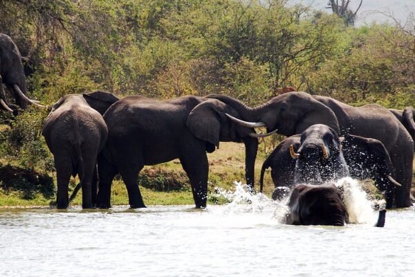Photographic Wildlife Safari