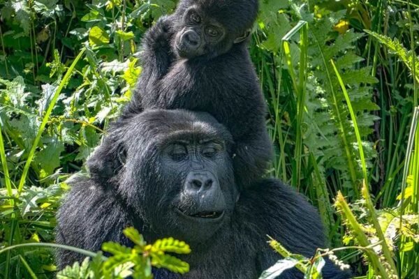 Primate Expedition Itinerary