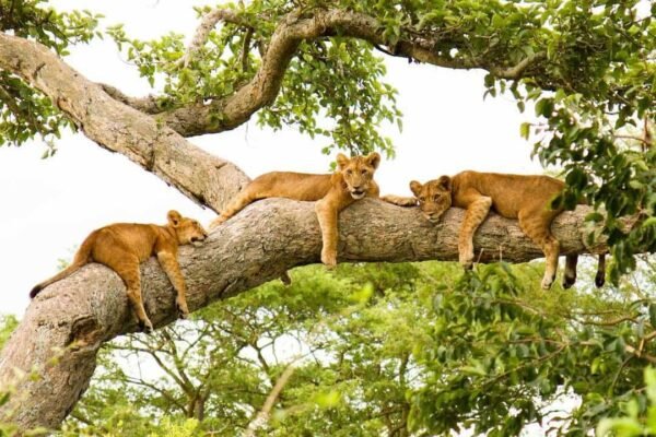 Primate Expedition Itinerary