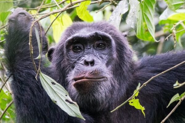 Primate Expedition Itinerary