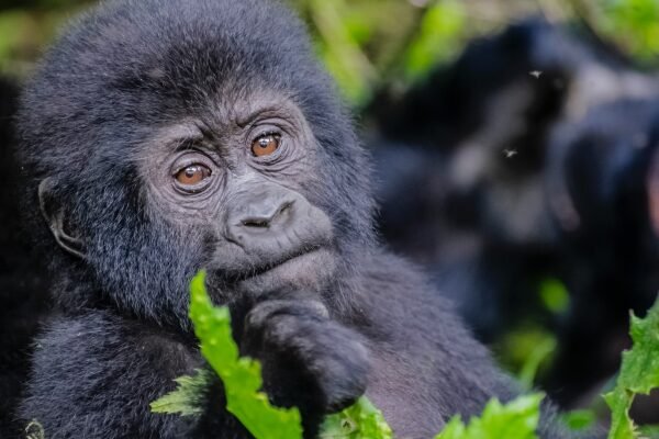 Rwanda Gorillas and Wildlife Tour Rwanda Gorillas and Wildlife Tour
