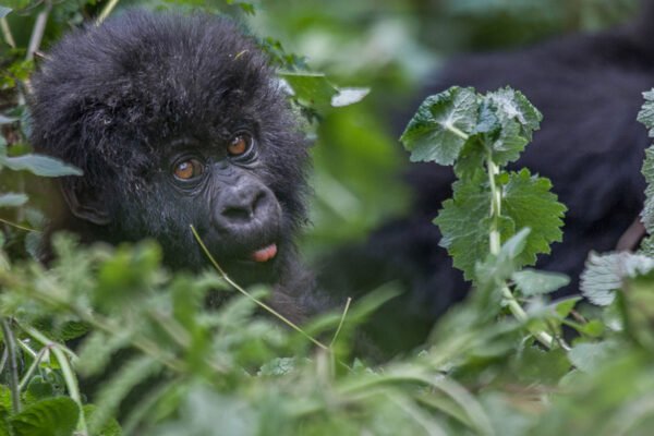 Rwanda Gorillas and Wildlife Tour Rwanda Gorillas and Wildlife Tour