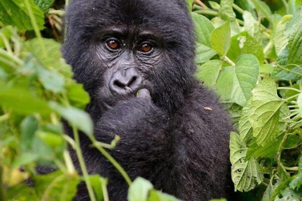 Rwanda Gorillas and Wildlife Tour Rwanda Gorillas and Wildlife Tour