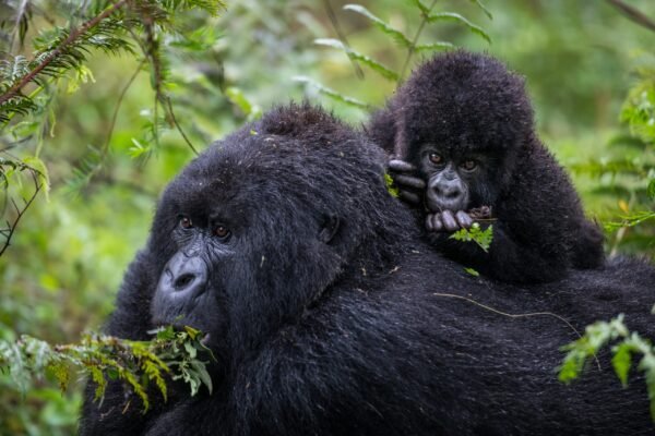Rwanda Honeymoon Tour Rwanda Honeymoon Tour