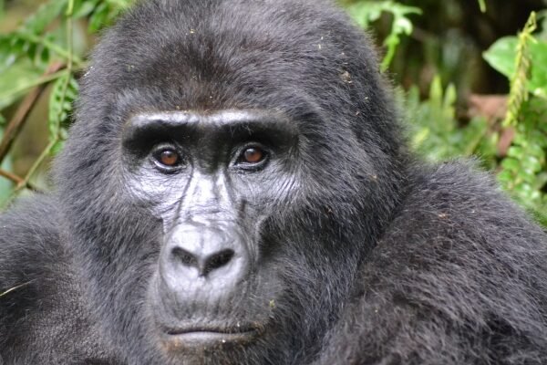 Rwanda Luxury Safari Package