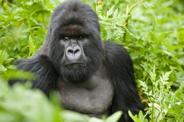 Rwanda Primates Tour