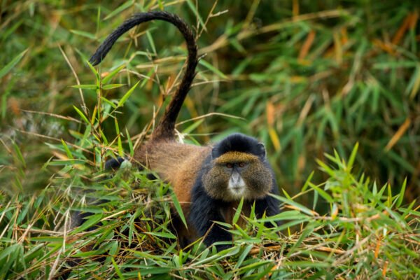 Rwanda Primates Tour