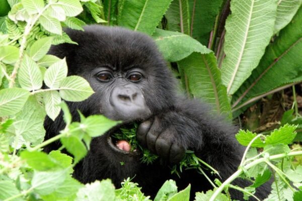 Rwanda Primates Tour