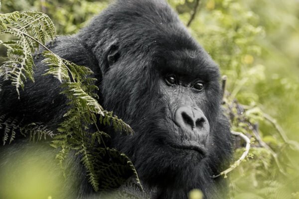 Rwanda Primates Tour