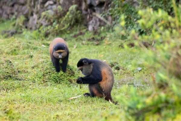 Rwanda Safari Package