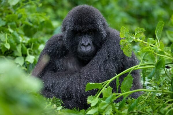 Rwanda Safari and Nyiragongo
