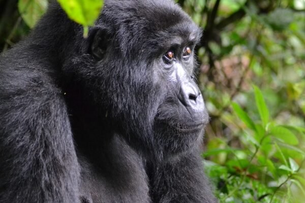 Rwanda Safari and Nyiragongo