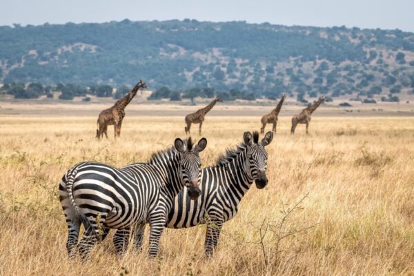 Rwanda Wildlife Safari Tour Rwanda Wildlife Safari Tour