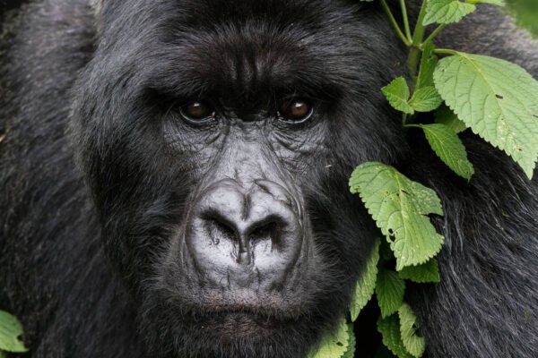 Ultimate Rwanda Safari