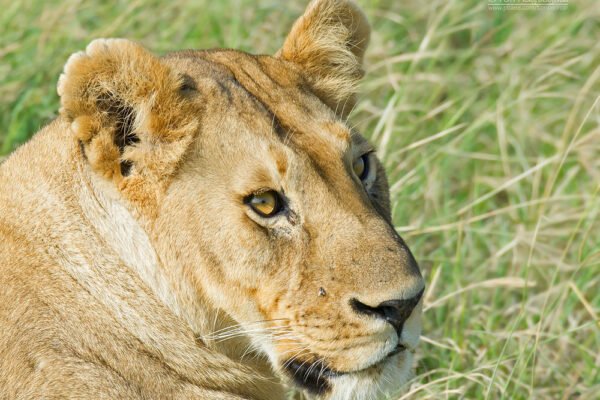 Wildlife Safari and Gorilla Trekking Wildlife Safari and Gorilla Trekking
