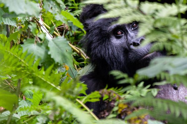 Wildlife Safari and Gorilla Trekking