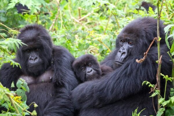 Wildlife Safari and Gorilla Trekking Wildlife Safari and Gorilla Trekking