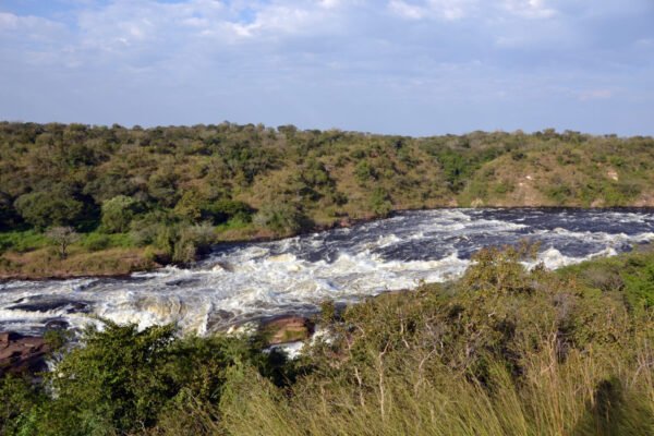 Wildlife Safari and Gorilla Trekking