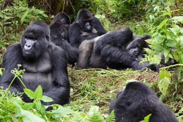 rwanda-mountain-gorillas Gorilla Trekking From Kigali