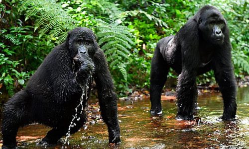 3-Day Uganda Gorilla Trekking Safari Starting in Rwanda