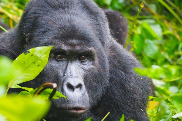 6-Day Double Gorilla Experience Uganda
