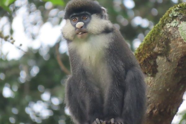 6 Day Primate Safari