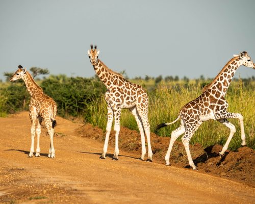 Affordable 6-Day Wildlife Safari uganda
