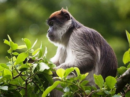 Wildlife-in-Kibale-National-Park-Uganda-ss